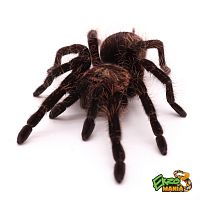 Паук Brachypelma albopilosum, самец