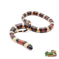 Королевская змея Кэмпбелла  (Lampropeltis polyzona campbelli)