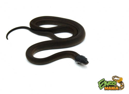 Белогубый питон южный (Bothrochilus hoserae) (Locality Merauke)