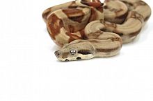 Императорский удав (Boa constrictor imperator) Hypo Motley het. Max Caramel самка