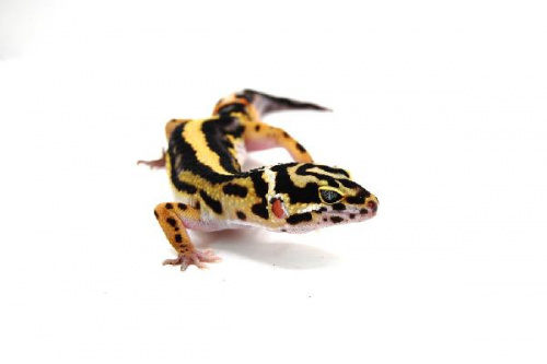 Пятнистый эублефар (Eublepharis macularius) Bandit stripe phet Bell Albino