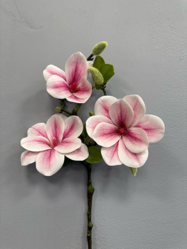 Магнолия фото 2