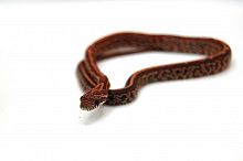 Маисовый полоз (Pantherophis guttatus) Tessera