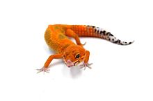 Пятнистый эублефар (Eublepharis macularius) Inferno (2025г)