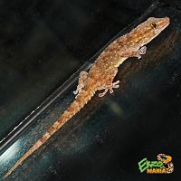 Толстопалый геккон PACHIDACTYLUS BIBERON - L/XL