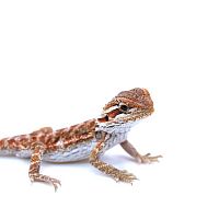 Бородатая агама (Pogona vitticeps) Hypo 66% het Trans (09.07.25)