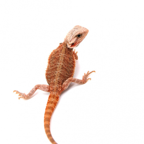 Бородатая агама (Pogona vitticeps) Hypo Trans het Zero фото 4