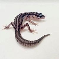 Пятнистый эублефар (Eublepharis macularius) Super Snow Black Night phet Tremper Albino (2025г)