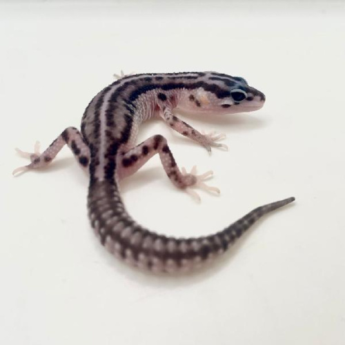 Пятнистый эублефар (Eublepharis macularius) Super Snow Black Night phet Tremper Albino (2025г)