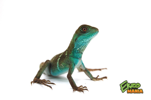 Водяная агама (Physignathus cocincinus) малыши фото 3