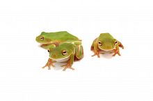 Белогубая квакша (Litoria infrafernata) 2025г