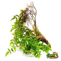 Хойя (восковой плющ)