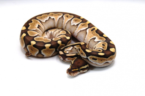 Королевский питон (Python regius) Pastel фото 2