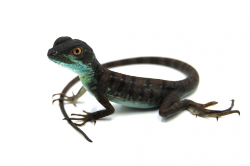 Василиск шлемоносный (Basiliscus basiliscus) фото 3
