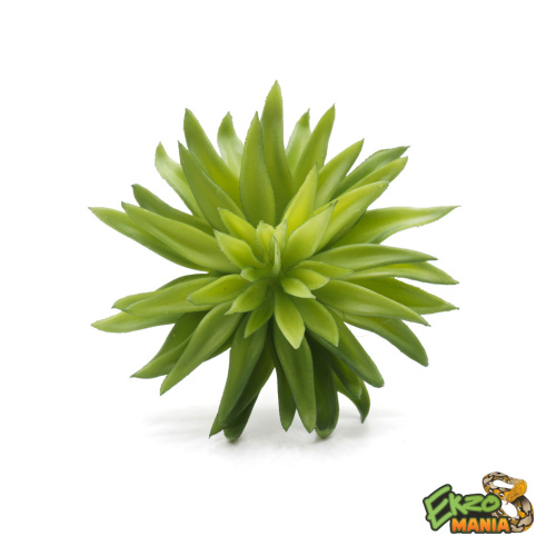 Суккулент 10 фото 3