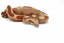 Императорский удав (Boa constrictor imperator) Sunglow Max Caramel самка