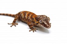 Ушастый бананоед (Rhacodactylus auriculatus) Orange Blotch Самец