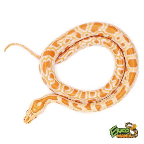 Тигровый питон (Python molurus) Albino (самец) фото 2