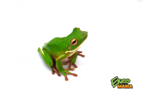 Белогубая квакша (Litoria infrafernata)