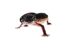 Пятнистый эублефар (Eublepharis macularius) Black Night (12.2.2989) (2025г)