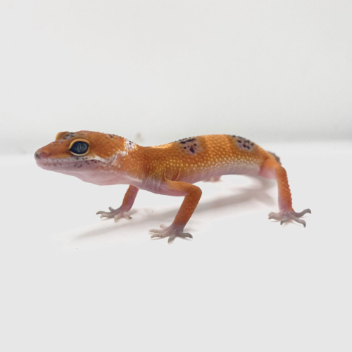 Пятнистый эублефар (Eublepharis macularius) Blood het Eclipse, Tremper Albino (2025г) фото 2