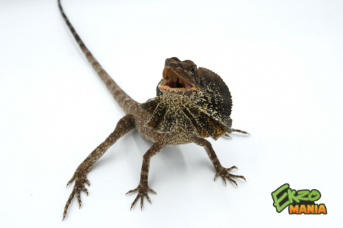 Плащеносная ящерица (Chlamydosaurus kingii) фото 2