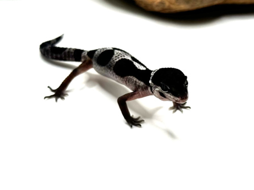 Пятнистый эублефар (Eublepharis macularius) Mack Snow Black Night (самка) 51 фото 2