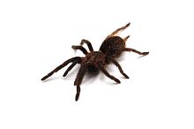 Паук Brachypelma albopilosum L 7-8 самка