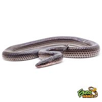 Лучистая змея (Xenopeltys unicolor)