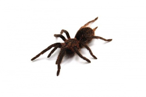 Паук Brachypelma albopilosum L 7-8 самец