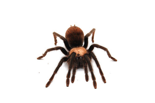 Паук  Brachypelma albiceps самка L 8-9 фото 2