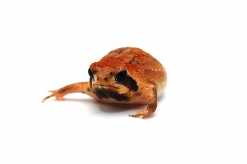 Breviceps aff. mossambicus (самец)