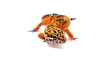 Пятнистый эублефар (Eublepharis macularius) Tangerine (2025г)