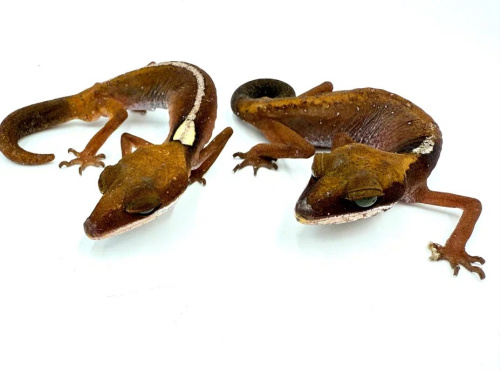 Кошачий геккон (Aeluroscalobates felinus) Пара фото 2