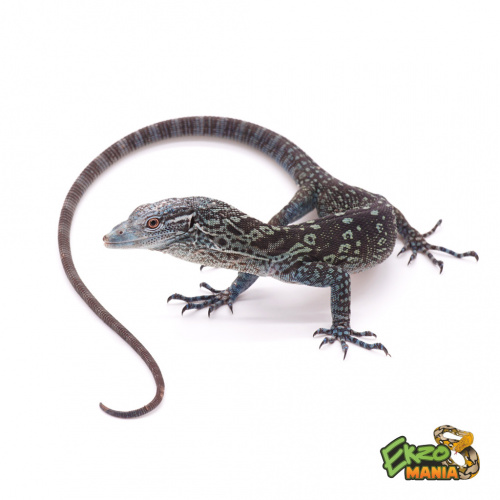 Варан макрея (Varanus macraei) самец фото 3