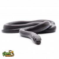 Королевская змея нигрита (Lampropeltis californiae nigrita)