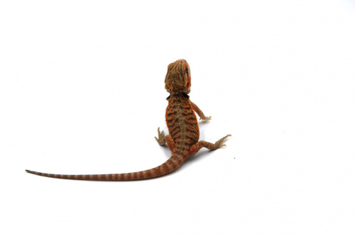 Бородатая агама (Pogona vitticeps) Hypo Trans Leatherback фото 2