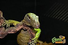 Варан Крокодиловый (Varanus salvadorii) Sorong