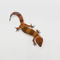 Пятнистый эублефар (Eublepharis macularius) Blood (2025г)