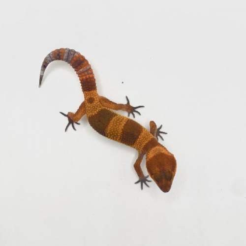 Пятнистый эублефар (Eublepharis macularius) Blood (2025г)