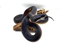 Белогубый питон северный (Leiopython hoserae)