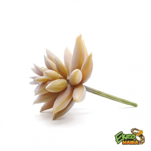 Суккулент 5