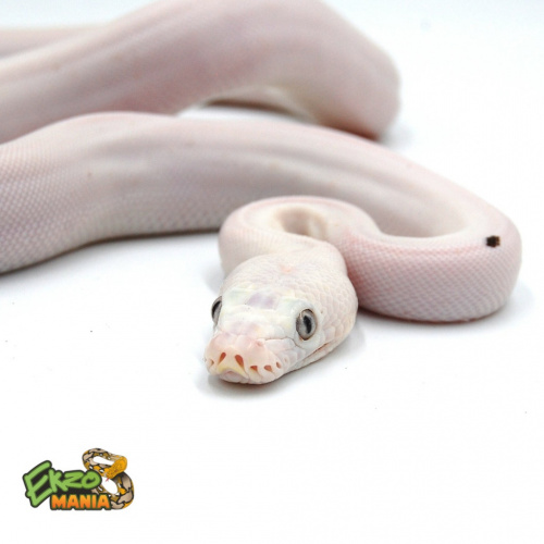 Сетчатый питон (Python reticulatus) Kalimaya CB (самка) фото 2