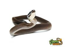 Белогубый питон южный (Leiopython albertisii)