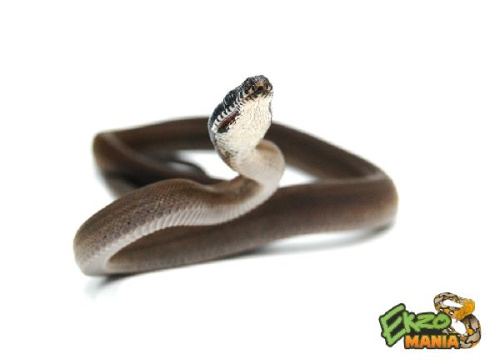 Белогубый питон южный (Leiopython albertisii)