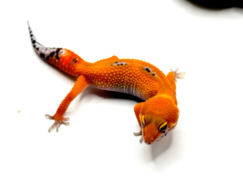 Пятнистый эублефар (Eublepharis macularius) Inferno (самка) фото 2