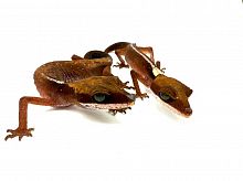 Кошачий геккон (Aeluroscalobates felinus) Пара