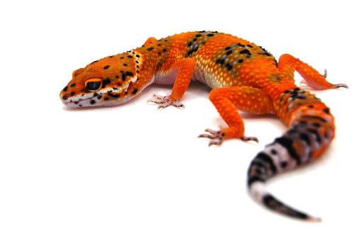 Пятнистый эублефар (Eublepharis macularius) G-project (2025г) фото 2