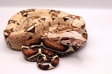 Удав императорский (Boa constrictor imperator) VPI 33% poss. het Anery (самка)