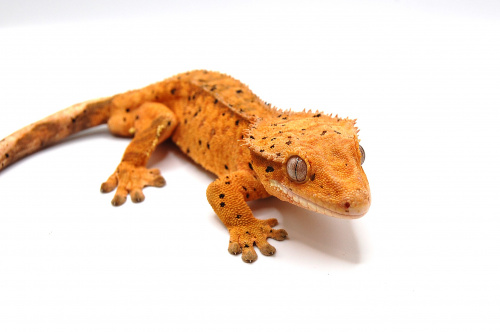 Реснитчатый бананоед (Rhacodactylus ciliatus) Orange Super Dalmatian (самец) фото 2